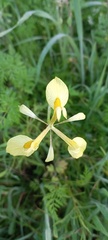 Moraea thomasiae