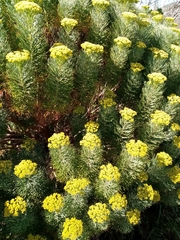 Hymenolepis crithmifolia