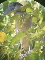 Cochlearius cochlearius