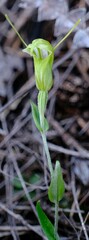 Pterostylis platypetala