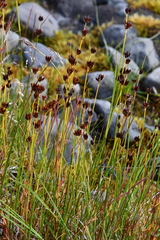 Juncus castaneus