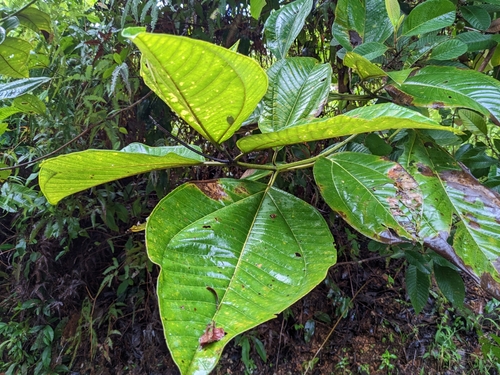 Image of Bellucia pentamera by (c) Attila Oláh, some rights reserved (CC BY)