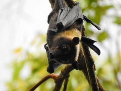 Pteropus conspicillatus