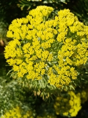Hymenolepis crithmifolia