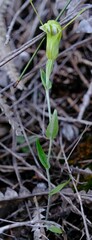 Pterostylis platypetala
