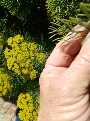 Hymenolepis crithmifolia