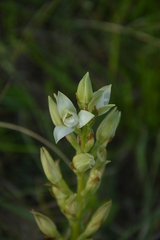 Chloraea membranacea