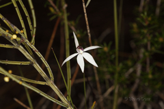 Caladenia saccharata