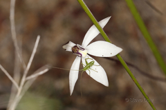 Caladenia saccharata