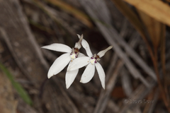 Caladenia saccharata