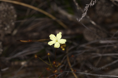 Drosera subhirtella