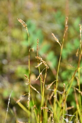 Carex krausei