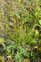 Carex krausei