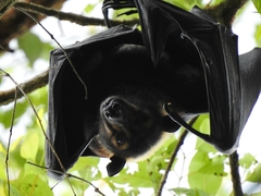 Pteropus conspicillatus