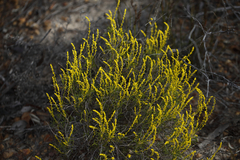 Synaphea
