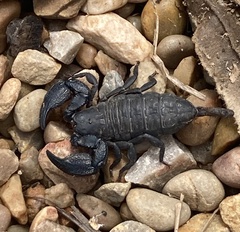 Opisthacanthus capensis