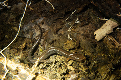 Plethodon ventralis