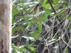 Pachycephala cinerea