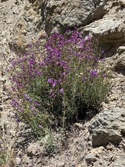 Penstemon heterophyllus