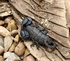 Opisthacanthus capensis