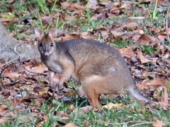 Thylogale stigmatica