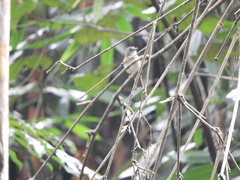 Pachycephala cinerea