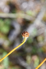 Trollius sibiricus