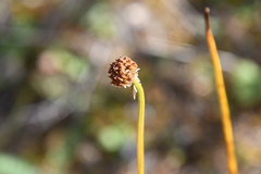 Trollius sibiricus
