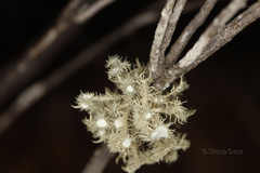 Usnea scabrida