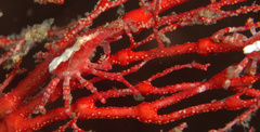 Xenocarcinus depressus