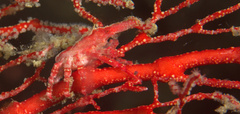 Xenocarcinus depressus
