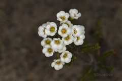 Chamelaucium pauciflorum