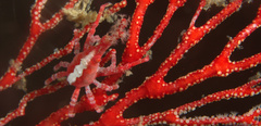 Xenocarcinus depressus
