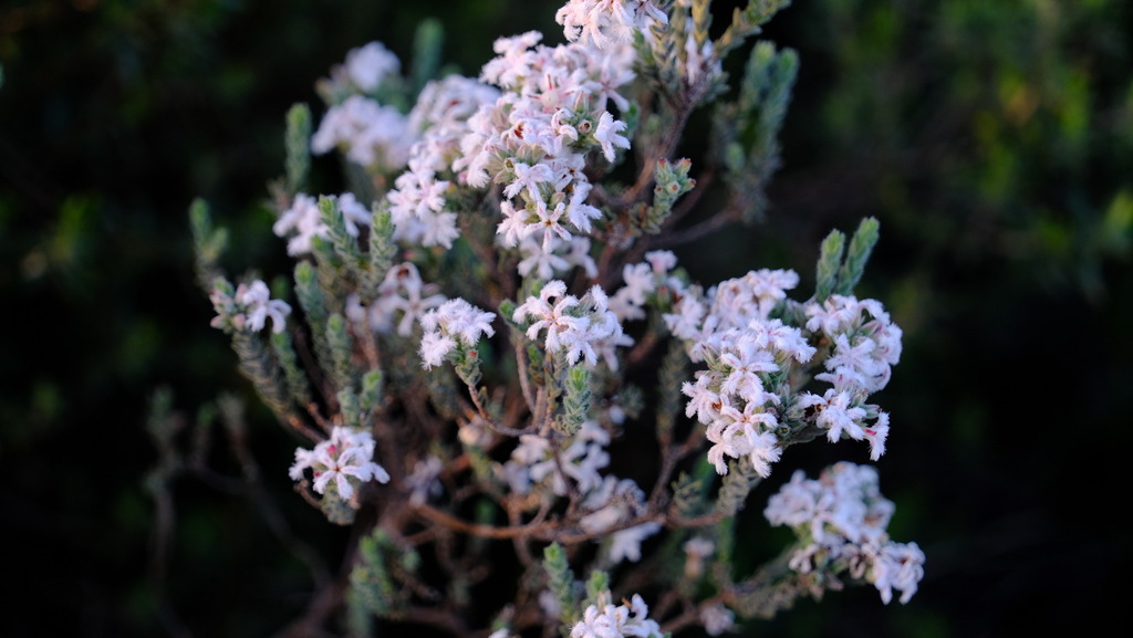 Leucopogon oldfieldii