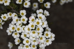 Chamelaucium pauciflorum