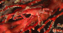 Xenocarcinus depressus