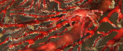 Xenocarcinus depressus