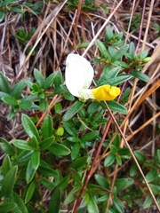 Polygaloides chamaebuxus