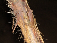 Chalcorana chalconota