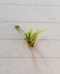 Sciuro-hypnum populeum