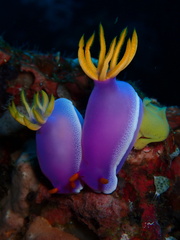 Hypselodoris apolegma