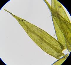 Sciuro-hypnum populeum