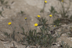 Asteridea athrixioides