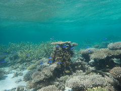 Pomacentrus coelestis