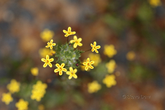 Zaluzianskya divaricata