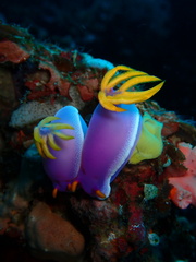Hypselodoris apolegma