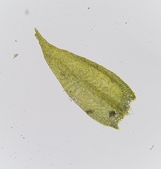 Sciuro-hypnum populeum