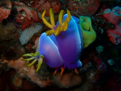 Hypselodoris apolegma