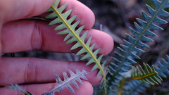 Banksia pteridifolia