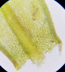 Sciuro-hypnum populeum